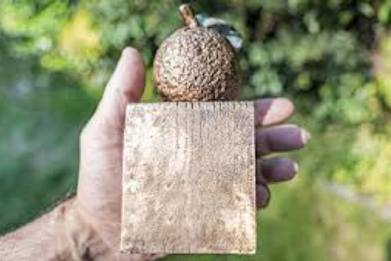 Appeltje van Oranje